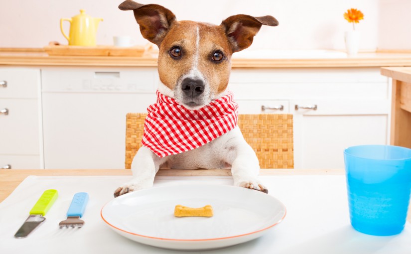 jack russell dog sitting at table ready to eat a an almost empty plate as a diet light meal, tablecloths included