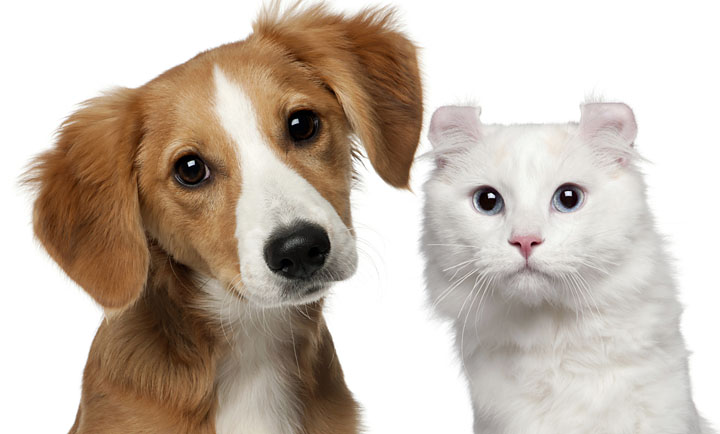 Mixed-breed puppy, and a American Curl cat, white background.